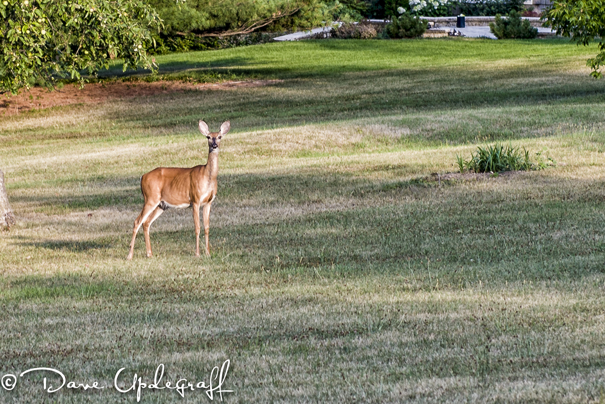 Deer